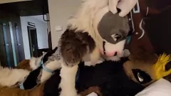 play 毛茸茸的狂欢：顽固的Murrsuit性别和mo吟汇编